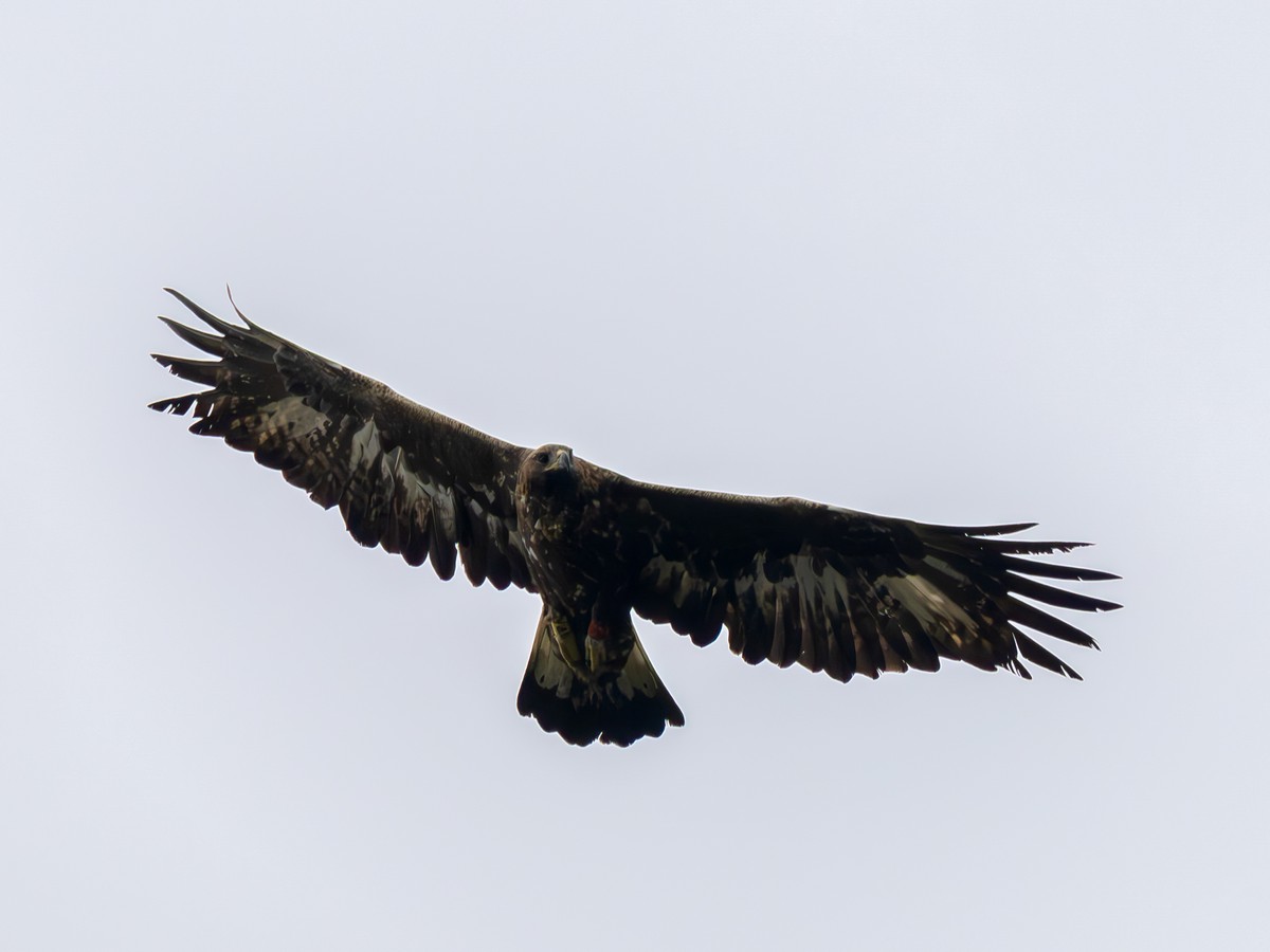 25092024-aigle royal (2).jpg